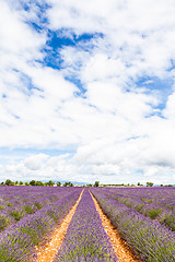 Image showing Lavander field