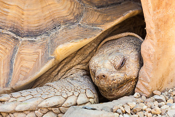 Image showing African Spurred Tortoise