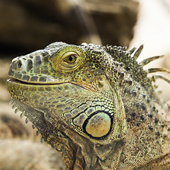 Image showing Green Iguana