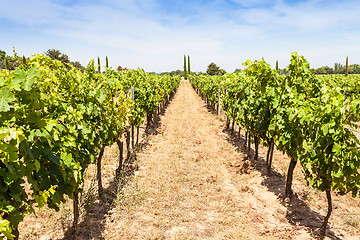 Image showing Provence vineyard