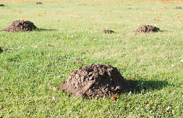 Image showing Mole mounds in the sport stadium 