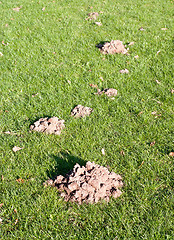 Image showing Mole mounds in the sport stadium 