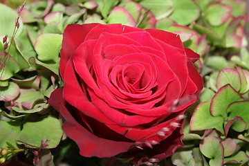 Image showing Rose