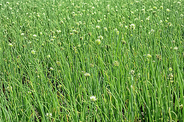 Image showing Onion Plantation