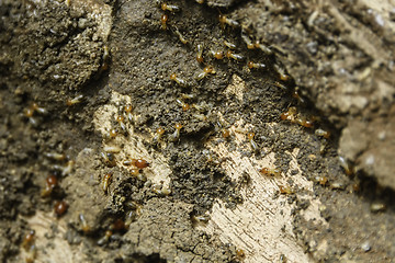 Image showing Termites Colony