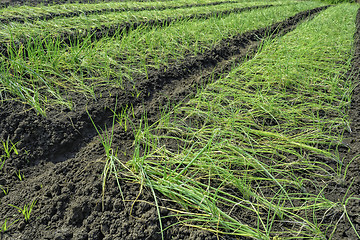 Image showing Onion Plantation