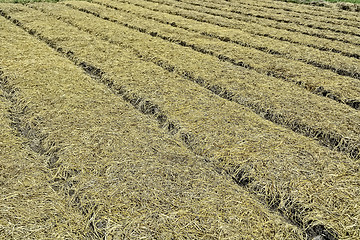 Image showing Organic Vegetable Plots