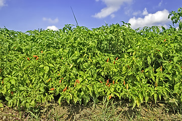 Image showing Chili Plantation