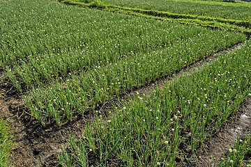 Image showing Onion Plantation