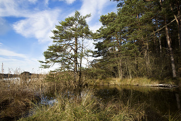 Image showing Sunny autumnal forest in Bavaria