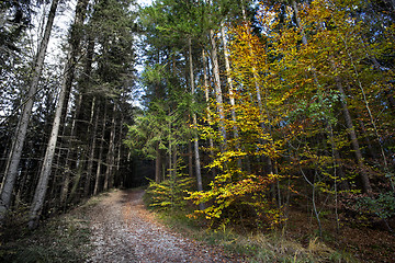 Image showing Sunny autumnal forest vs. ill and acidic forest