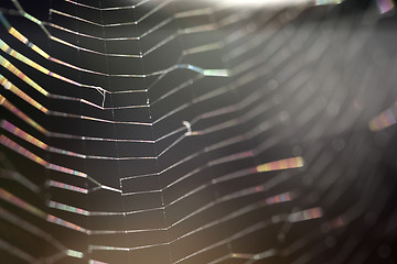 Image showing Closeup of a spider web