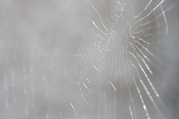 Image showing Closeup of a spider web