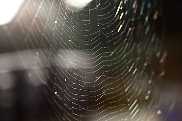 Image showing Closeup of a spider web