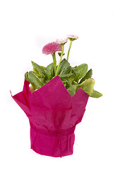 Image showing pink daisy