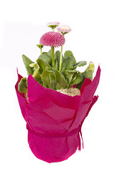 Image showing pink daisy