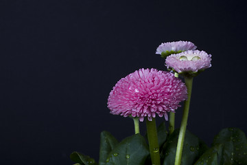 Image showing pink daisy