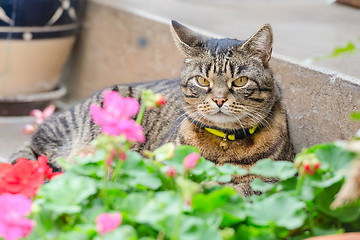 Image showing Grey tabby cat lying in the street on the steps of the house por