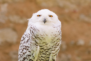 Image showing Quiet predator wild bird snowy white owl