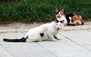 Image showing Surprised cats