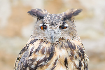 Image showing Horned owl or bubo bird close-up portrait