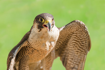 Image showing Fast bird predator accipiter or peregrine with open beak