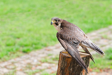 Image showing Wild falcon predator hawk fastest raptor bird of prey