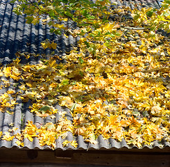 Image showing Autumn leaves on roof 