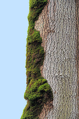 Image showing overgrown tree trunk