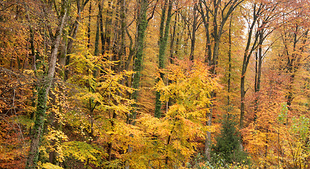 Image showing autumn forest