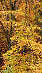 Image showing autumn forest