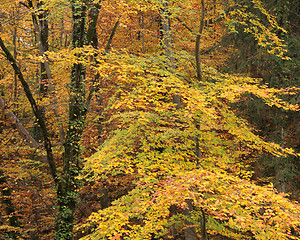 Image showing autumn forest