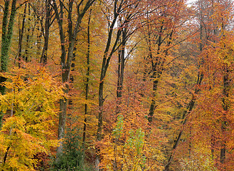 Image showing autumn forest