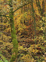 Image showing autumn forest