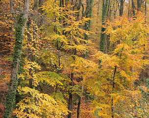 Image showing autumn forest