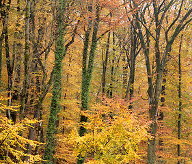 Image showing autumn forest