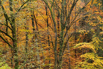 Image showing autumn forest