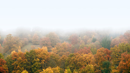 Image showing misty autumn forest