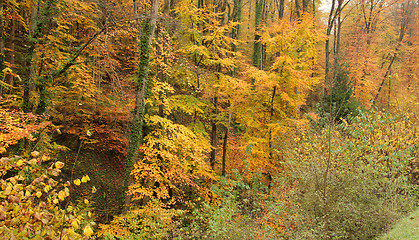 Image showing autumn forest