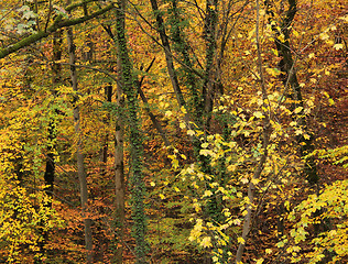 Image showing autumn forest