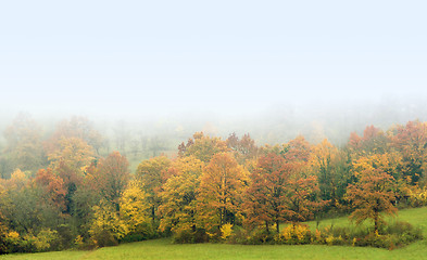 Image showing misty autumn forest