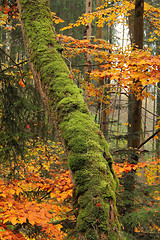 Image showing autumn forest