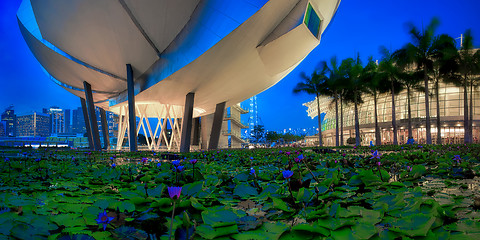 Image showing Lily Pond