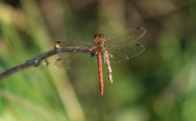 Image showing common darter dragonfly