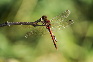 Image showing common darter dragonfly