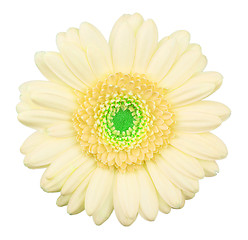 Image showing Yellow gerbera flower isolated