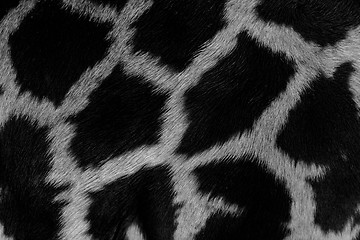 Image showing Real life Giraffe pattern