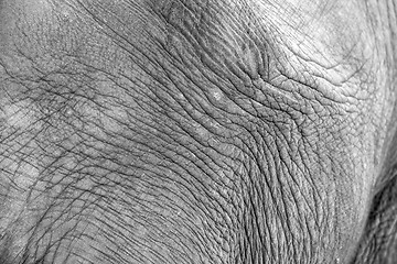 Image showing African elephant closeup