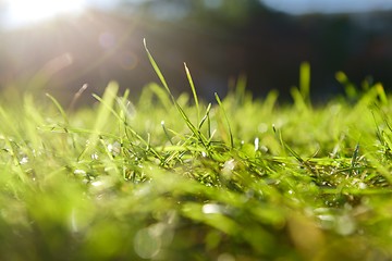 Image showing Green grass in artistic composition