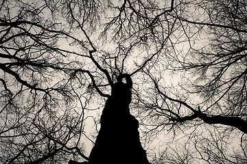 Image showing Abstract hoto of some winter branches